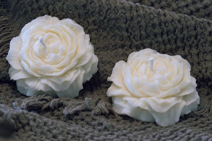 Pivoine